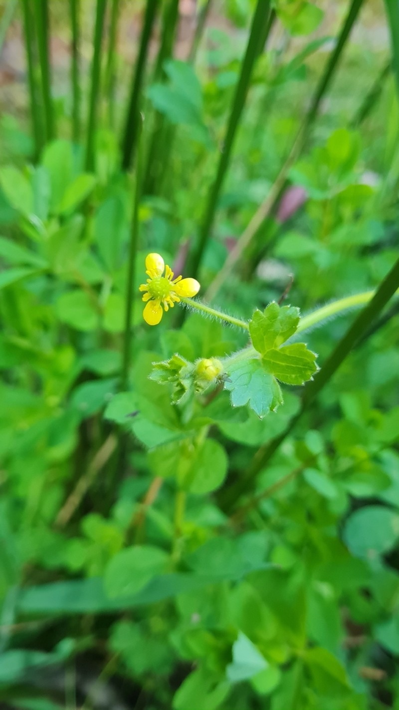Ranunculus minutiflorus photo 6