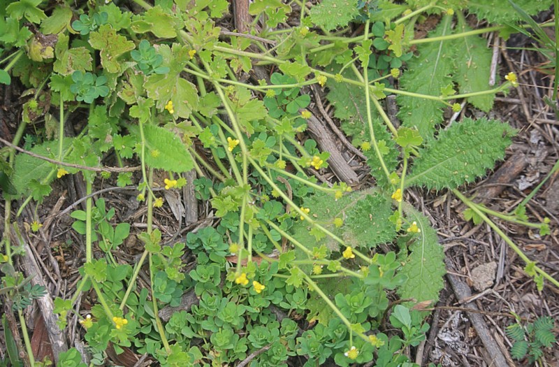 Ranunculus minutiflorus photo 7