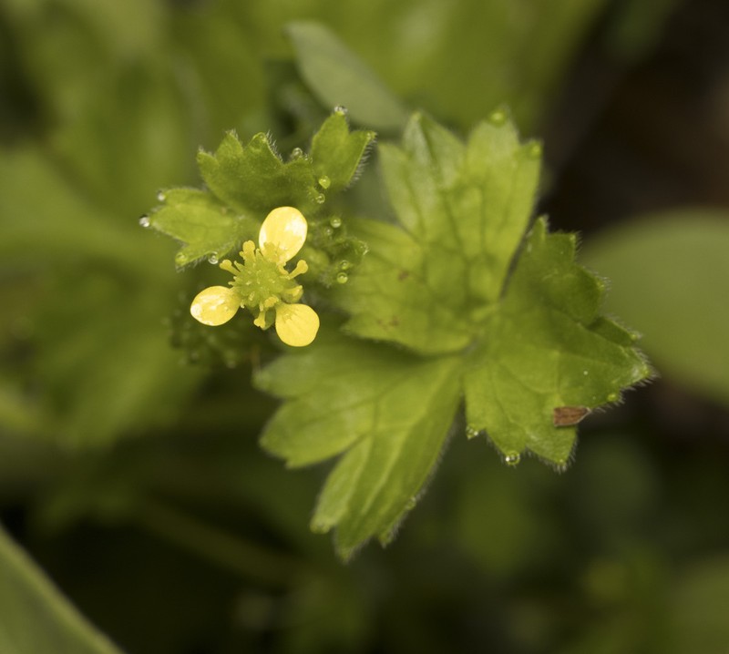 Ranunculus minutiflorus photo 8