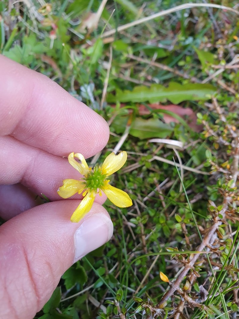 Ranunculus mirus photo 2