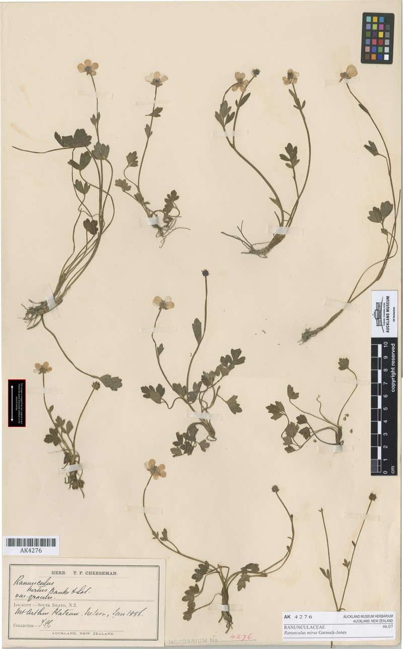Ranunculus mirus