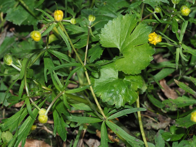 Ranunculus monacensis photo 2