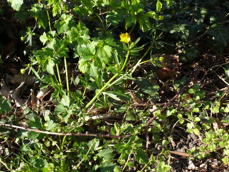 Ranunculus monacensis