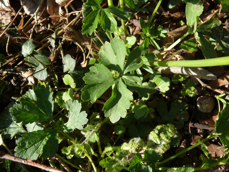Ranunculus monacensis photo 3