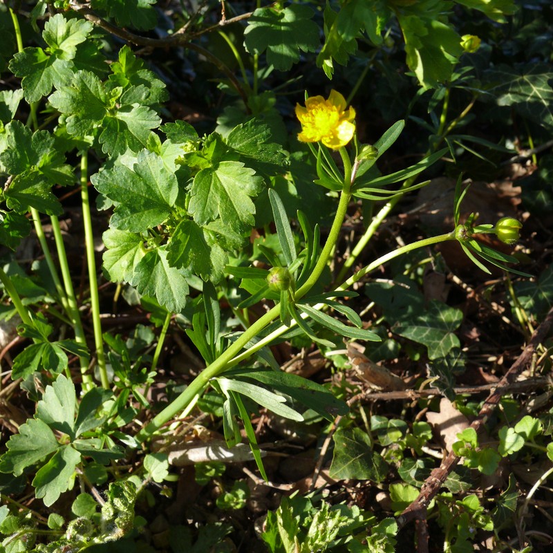 Ranunculus monacensis photo 4