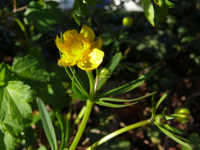 Ranunculus monacensis photo 5