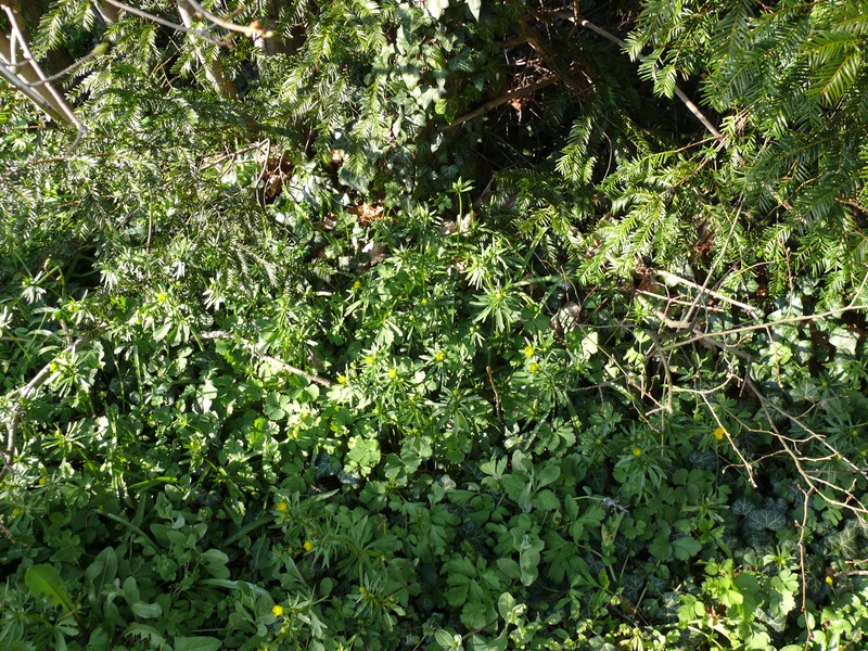 Ranunculus monacensis photo 6