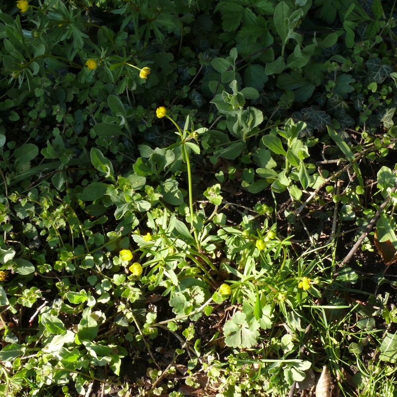 Ranunculus monacensis photo 8