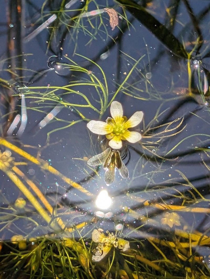 Ranunculus mongolicus