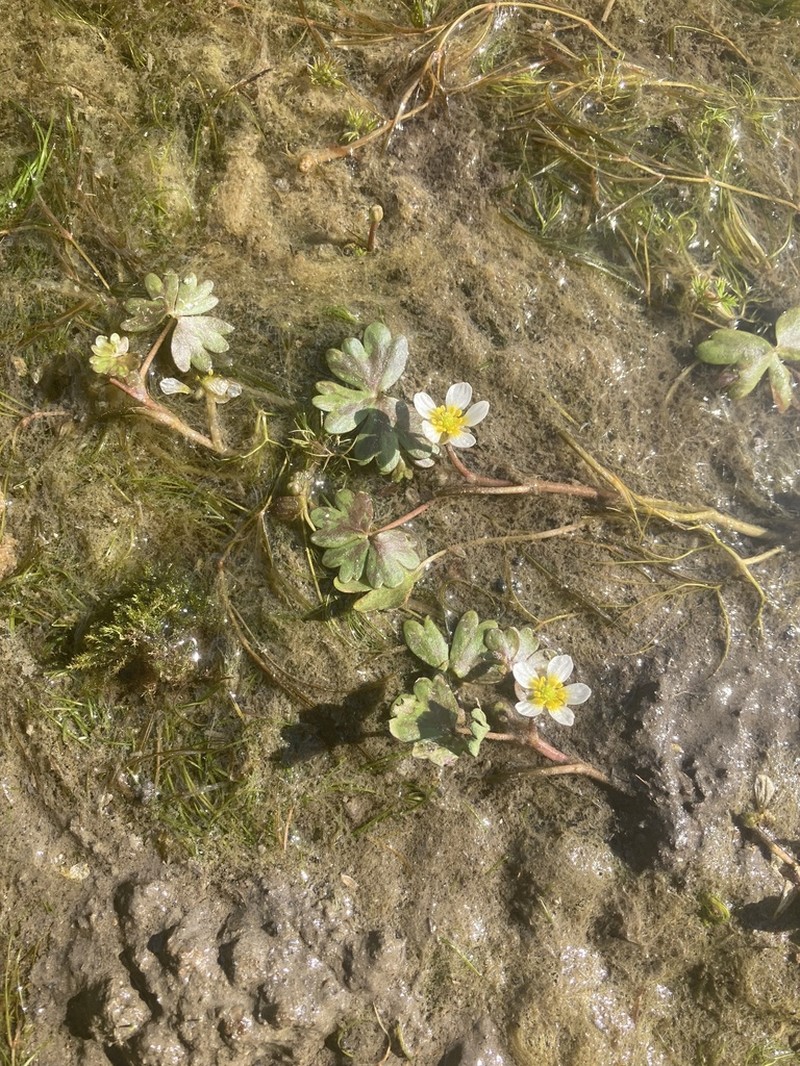 Ranunculus mongolicus photo 2