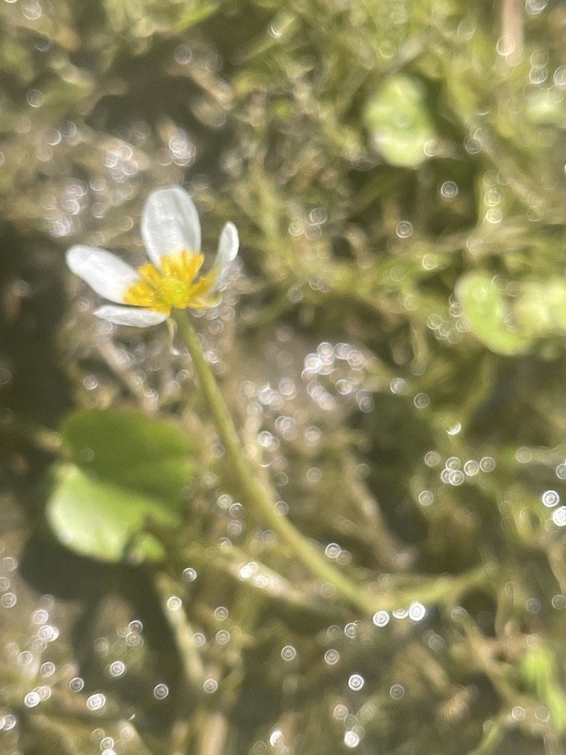 Ranunculus mongolicus photo 4