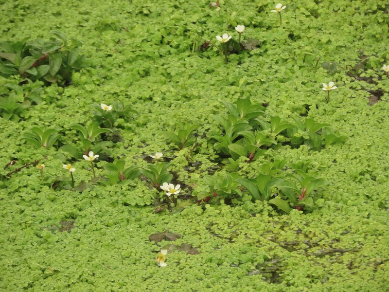 Ranunculus mongolicus photo 5