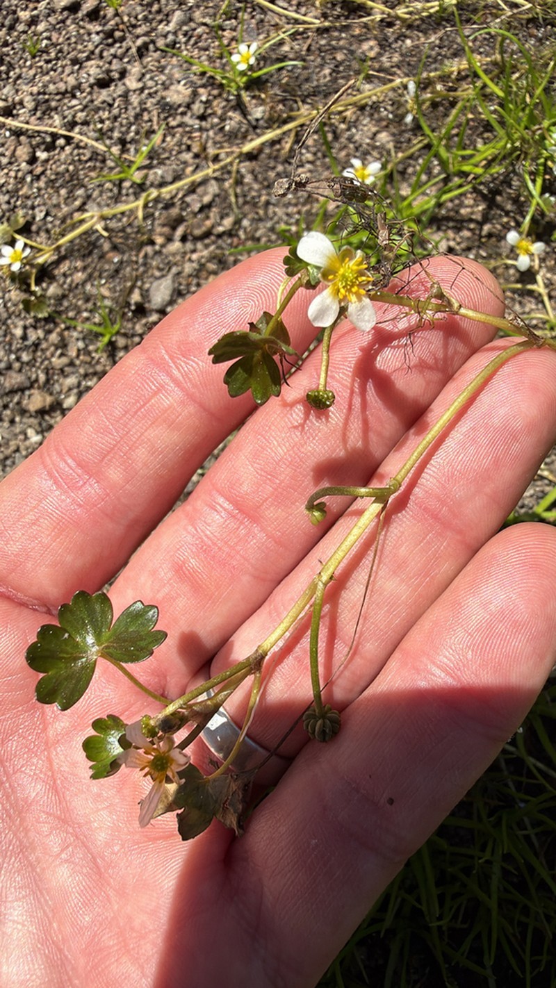 Ranunculus mongolicus photo 6
