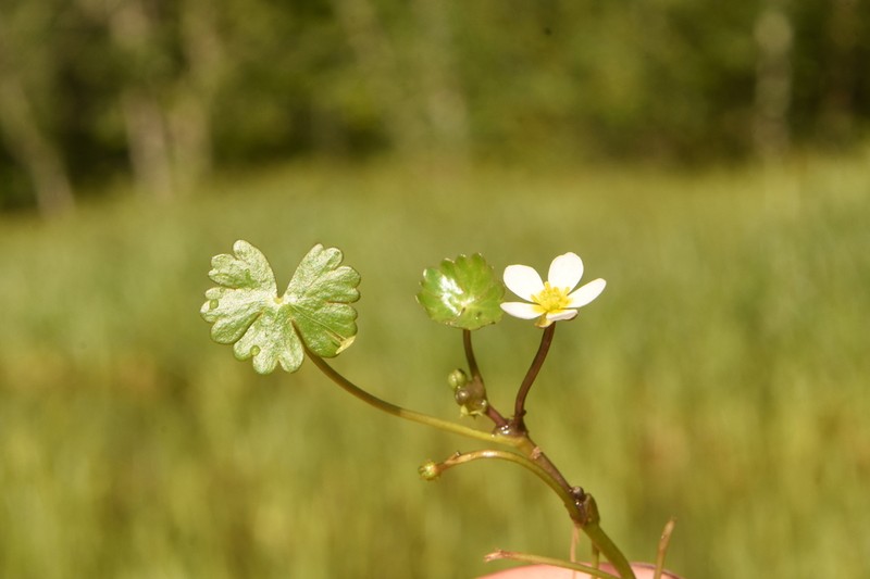 Ranunculus mongolicus photo 8