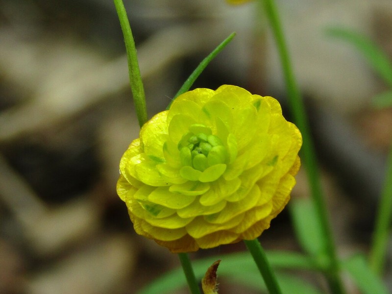 Ranunculus monophyllus