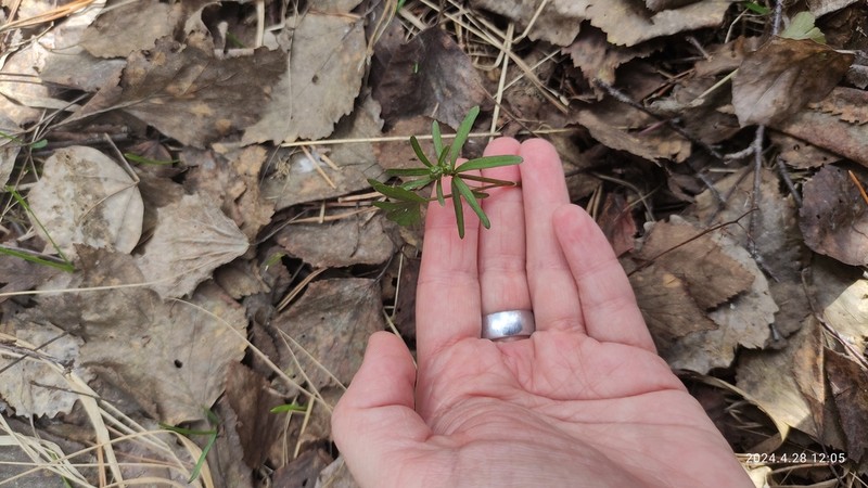 Ranunculus monophyllus photo 2