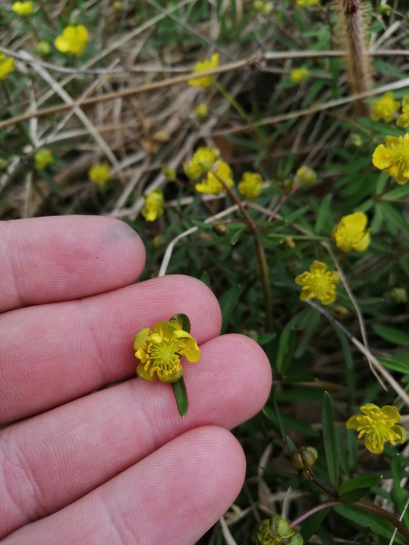 Ranunculus monophyllus photo 4