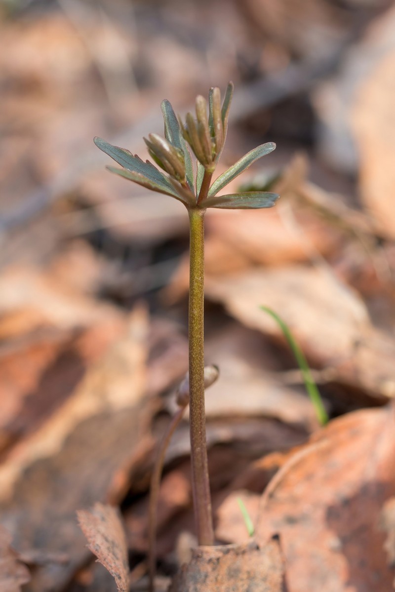 Ranunculus monophyllus photo 5