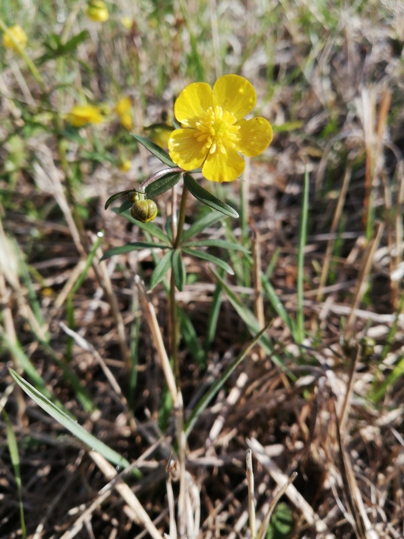 Ranunculus monophyllus photo 6