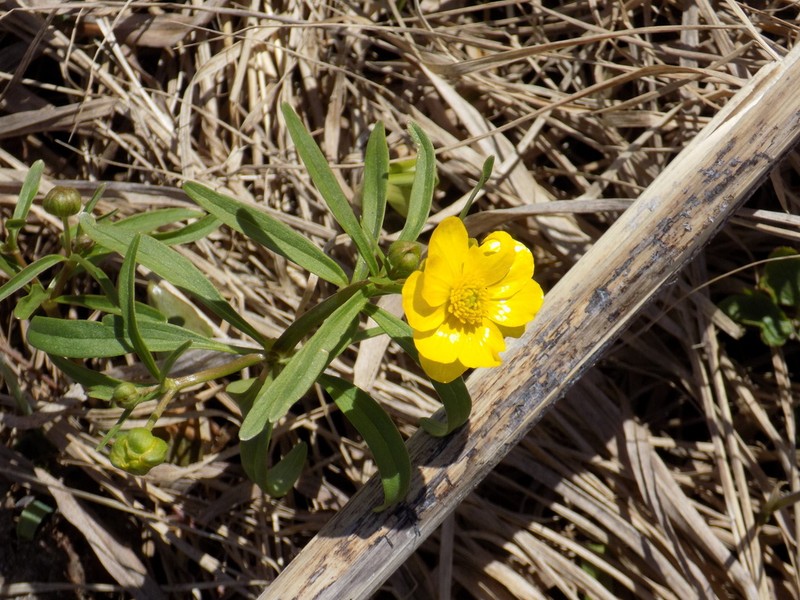 Ranunculus monophyllus photo 7