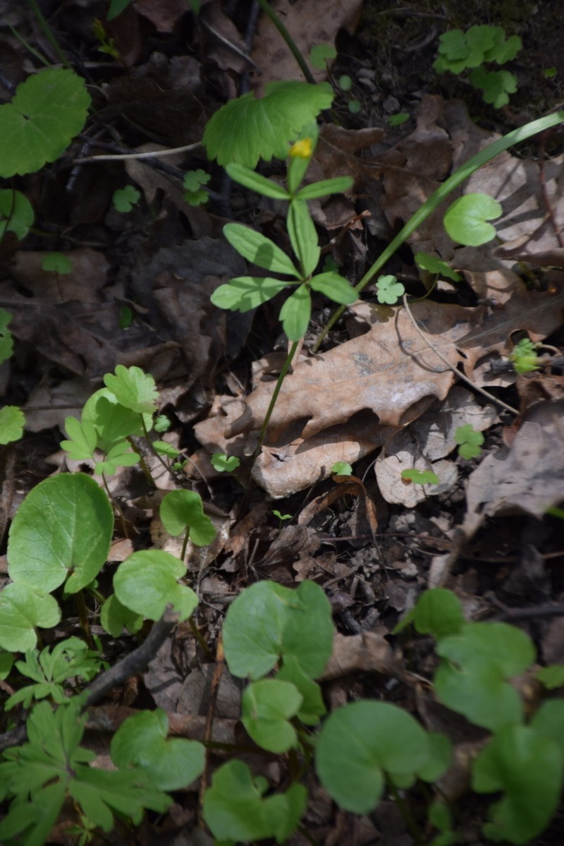 Ranunculus monophyllus photo 8