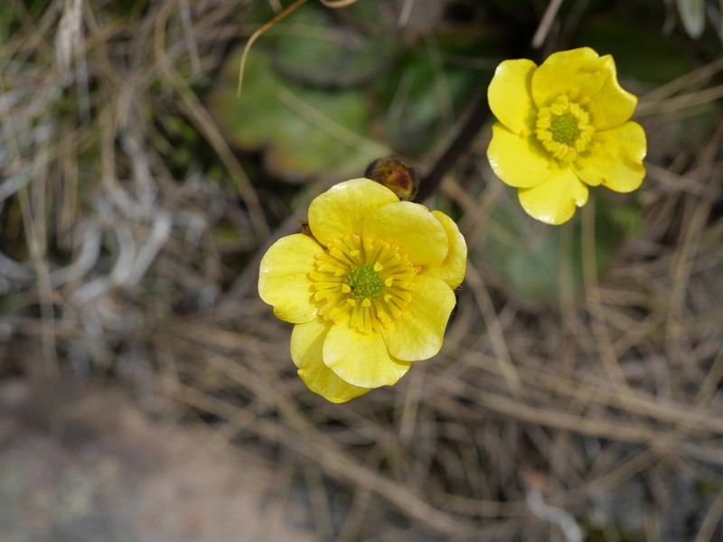 Ranunculus monroi