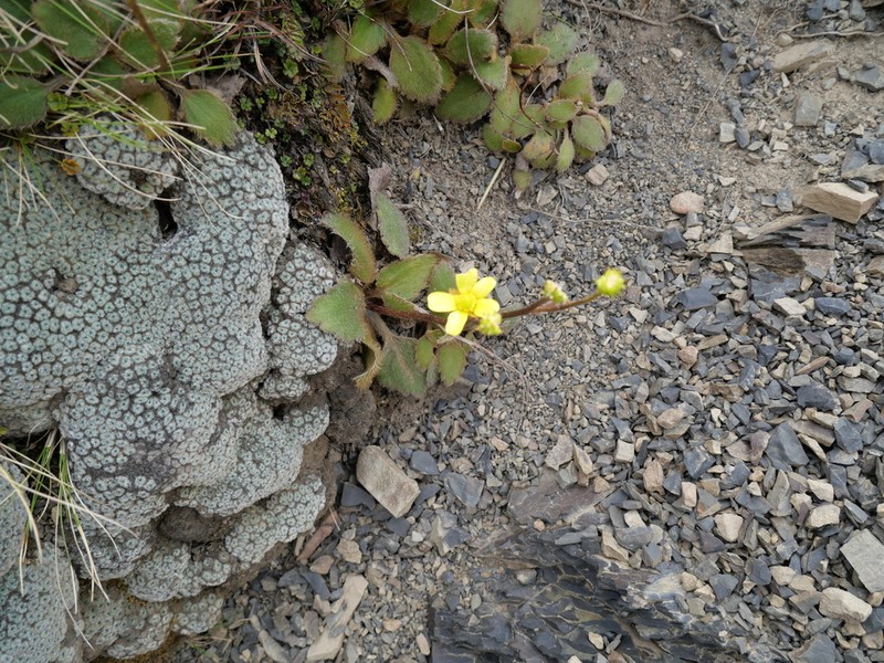 Ranunculus monroi photo 2