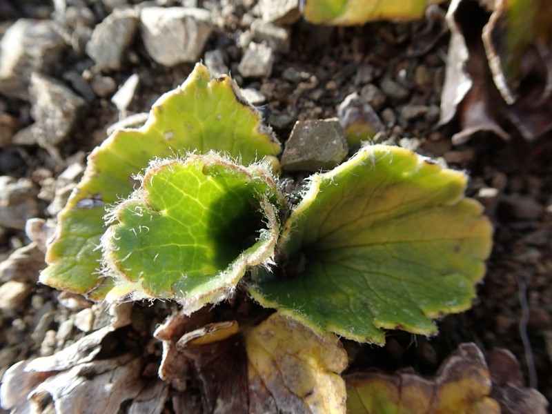 Ranunculus monroi photo 3
