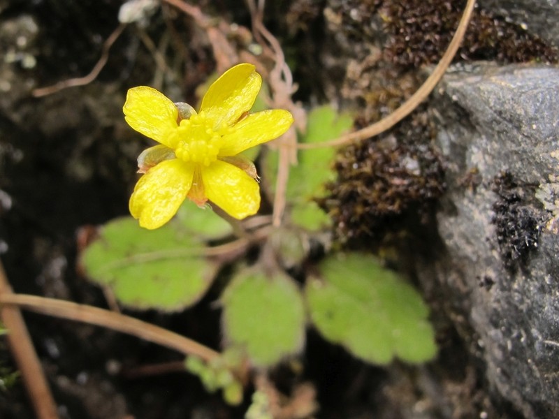 Ranunculus monroi photo 4