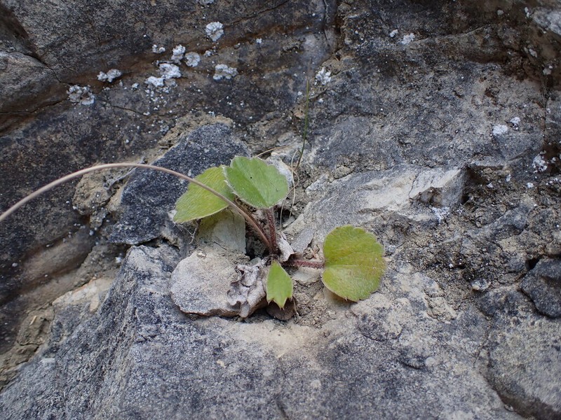 Ranunculus monroi photo 5
