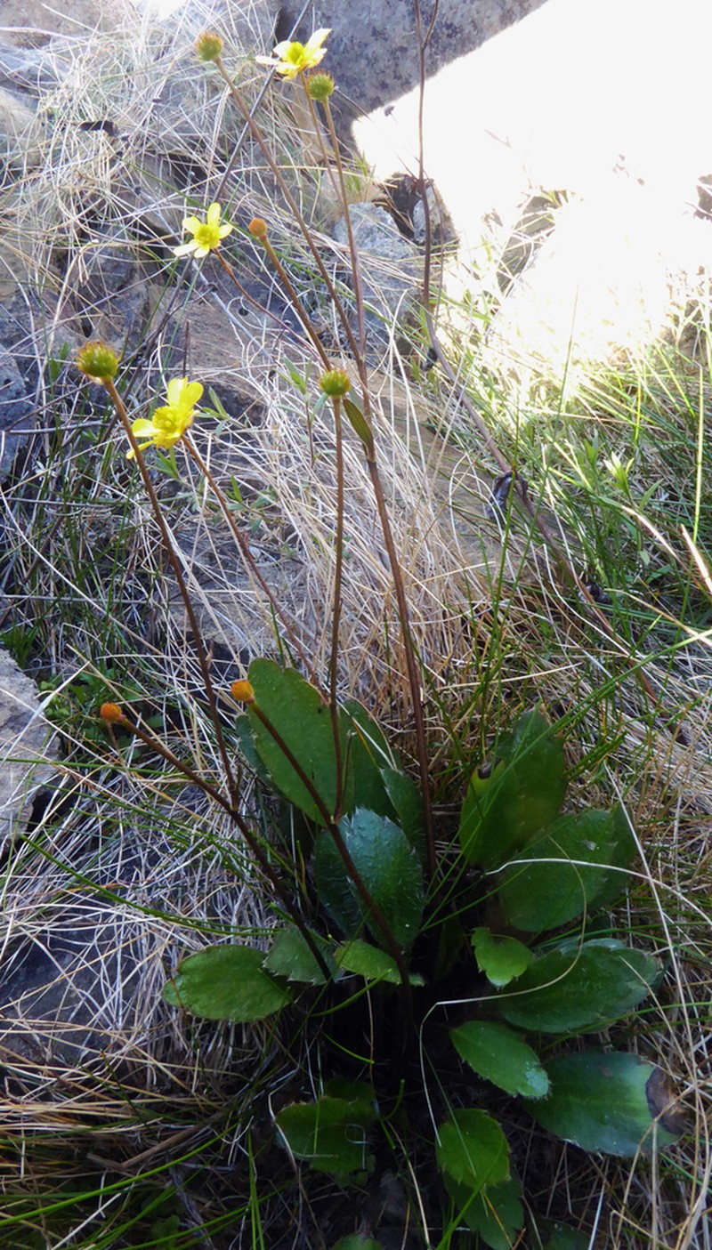 Ranunculus monroi photo 6