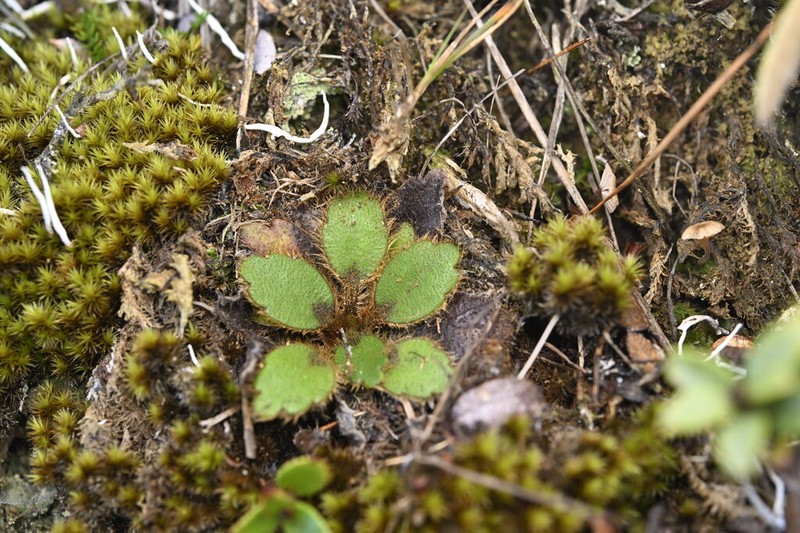 Ranunculus monroi photo 7