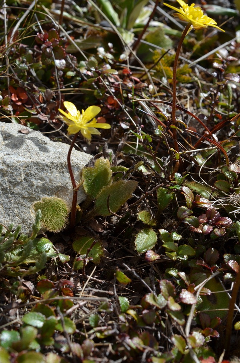 Ranunculus monroi photo 8