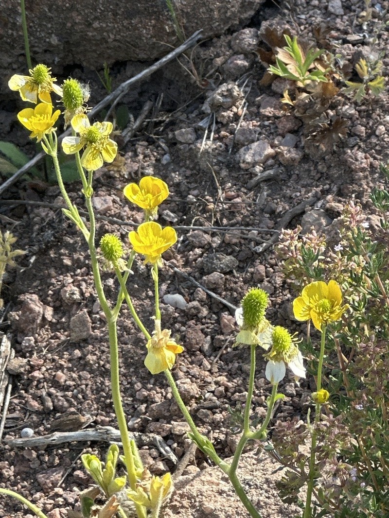Ranunculus monspeliacus photo 2
