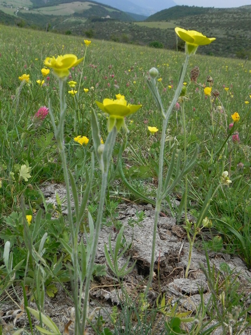 Ranunculus monspeliacus photo 3