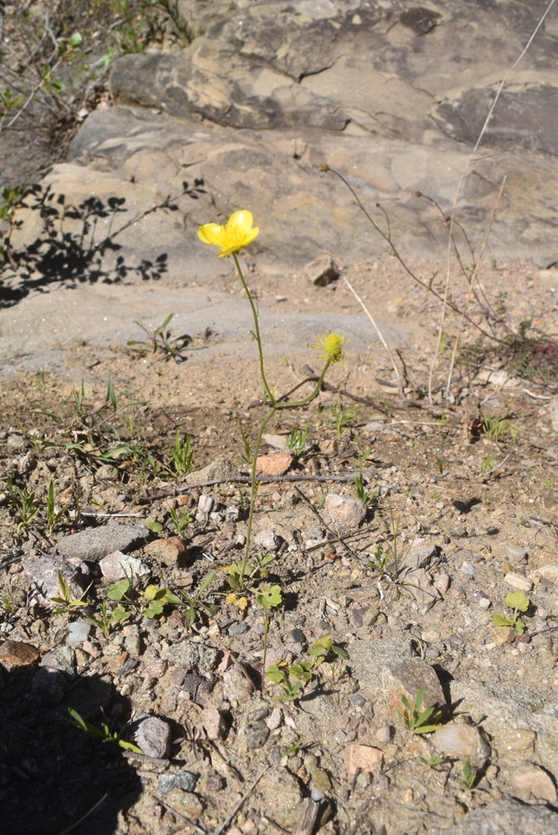 Ranunculus monspeliacus photo 4