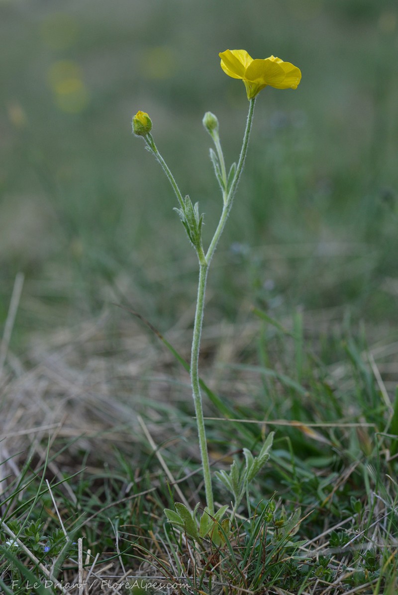 Ranunculus monspeliacus photo 5