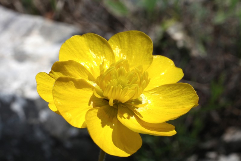 Ranunculus monspeliacus photo 6