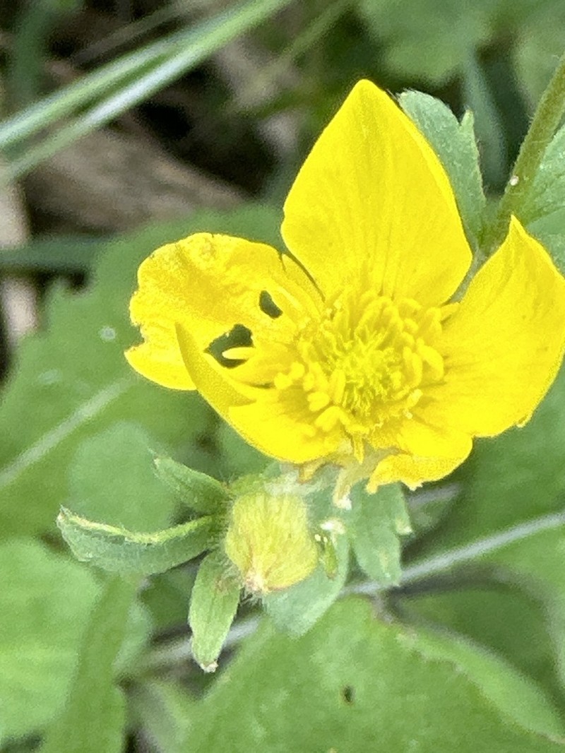 Ranunculus monspeliacus photo 7