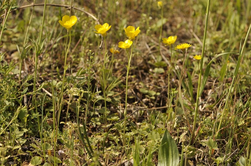 Ranunculus monspeliacus photo 8