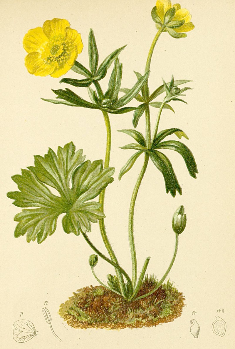 Ranunculus montanus photo 2