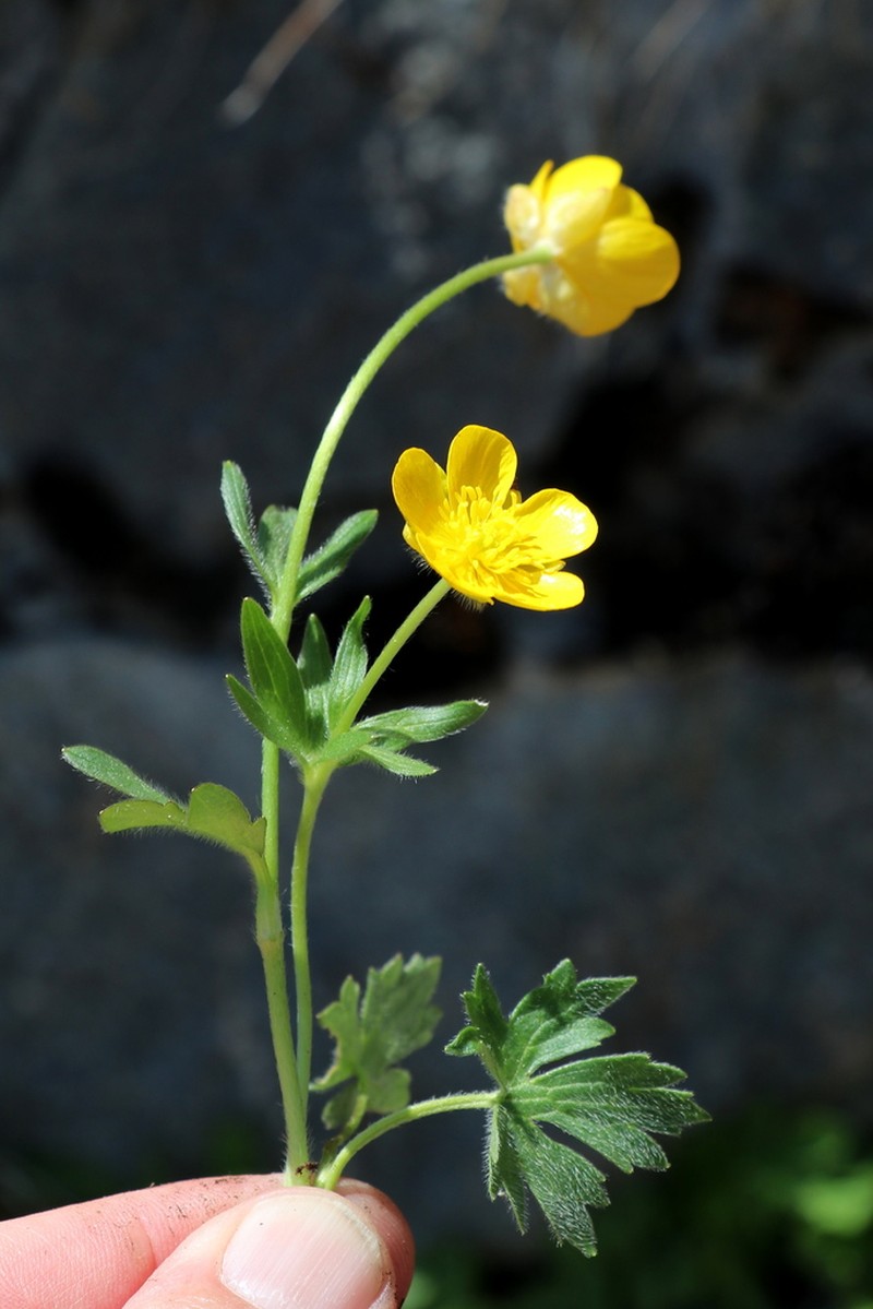 Ranunculus montanus photo 3