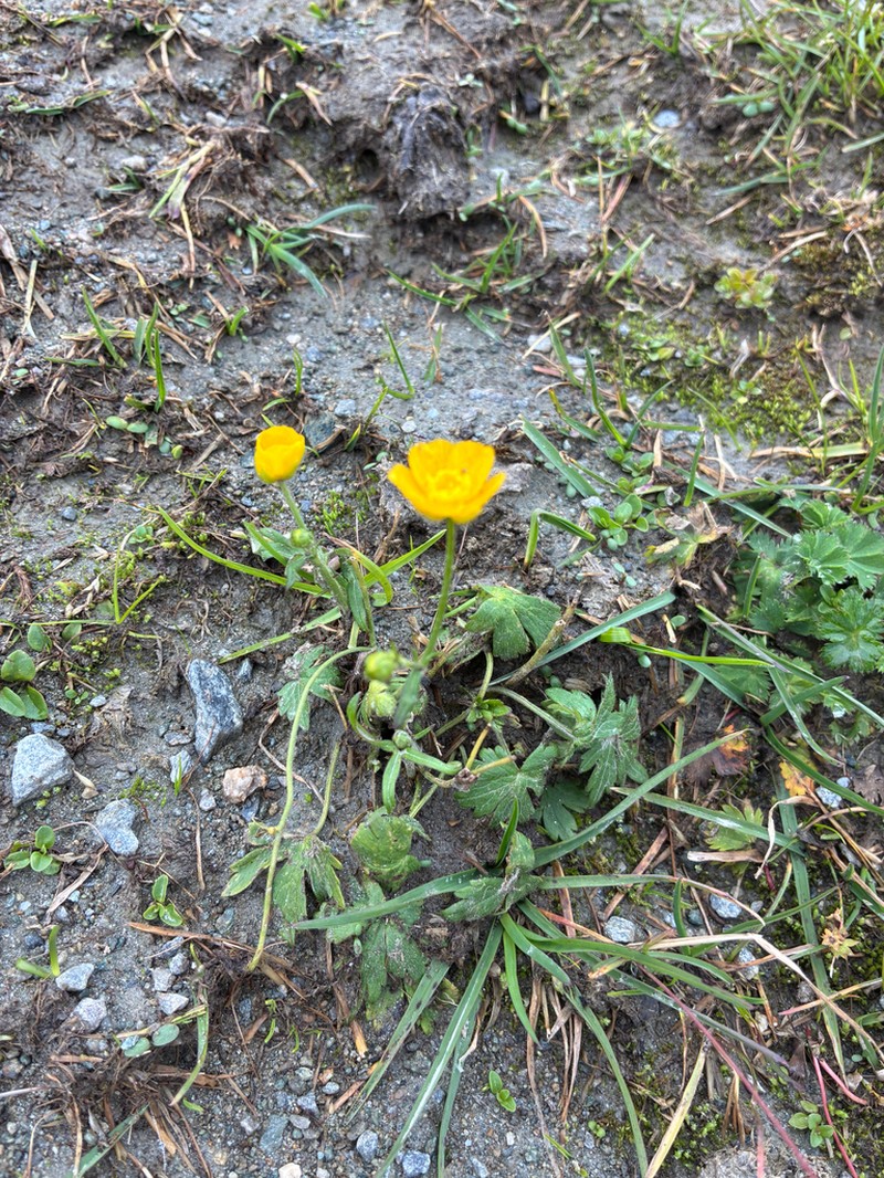 Ranunculus montanus photo 4
