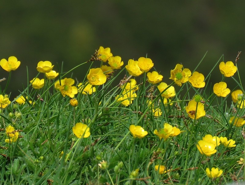 Ranunculus montanus photo 5