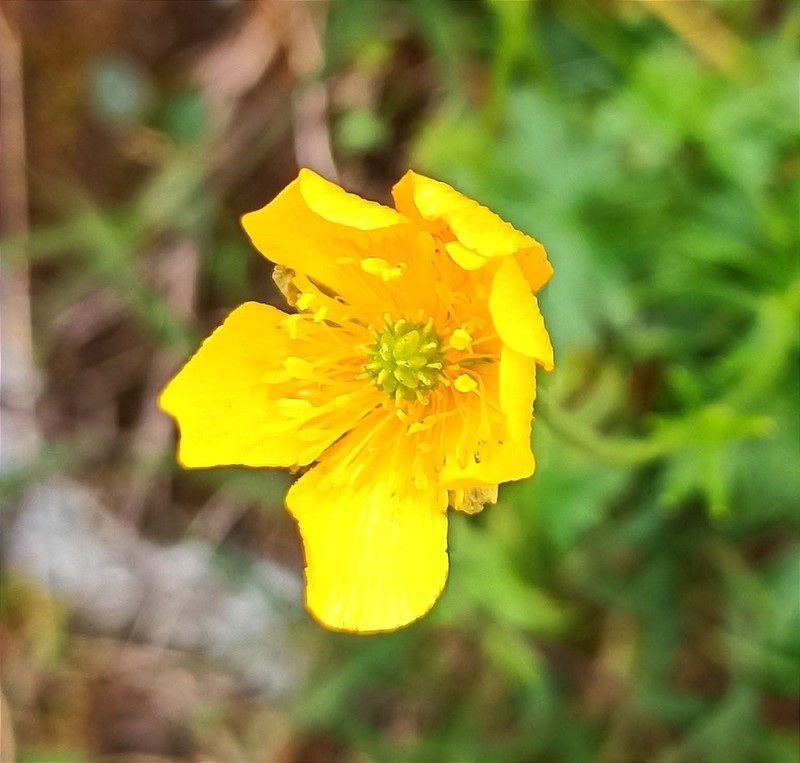 Ranunculus montanus photo 6