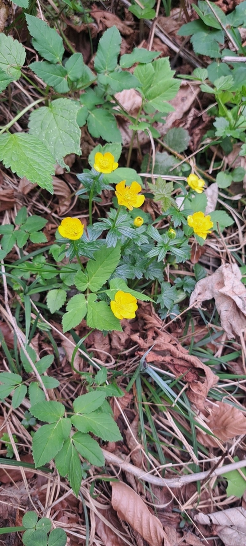 Ranunculus montanus photo 7