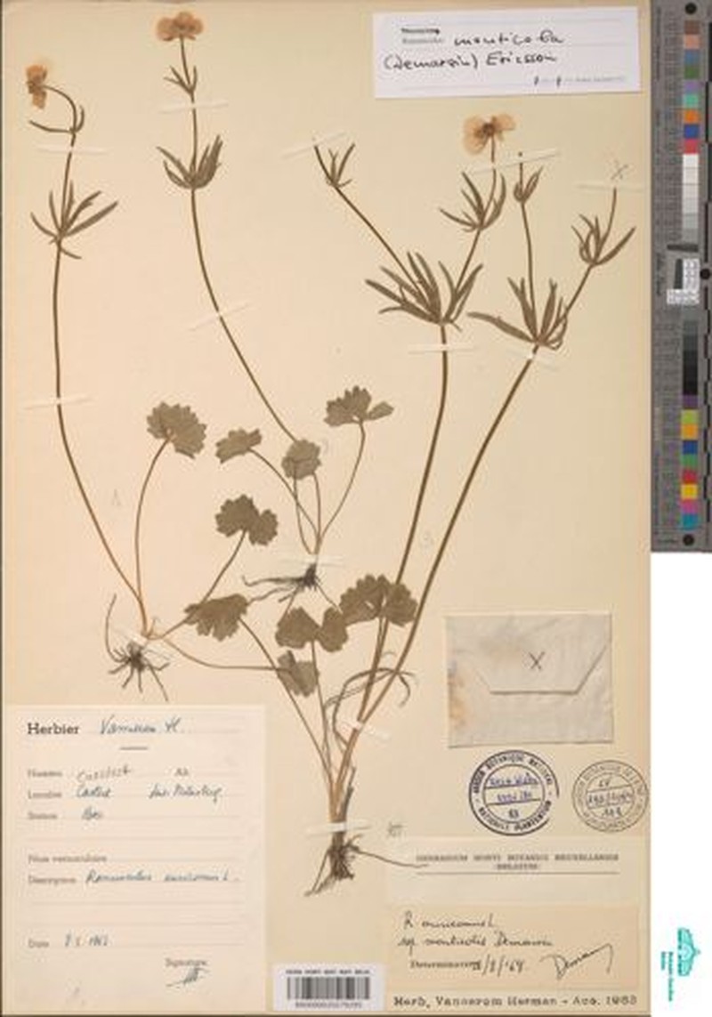 Ranunculus monticola