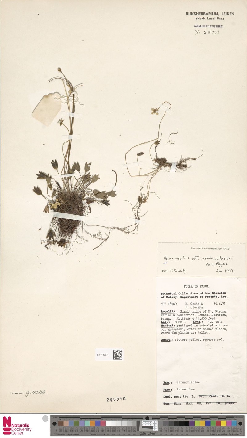 Ranunculus montiswilhelmi