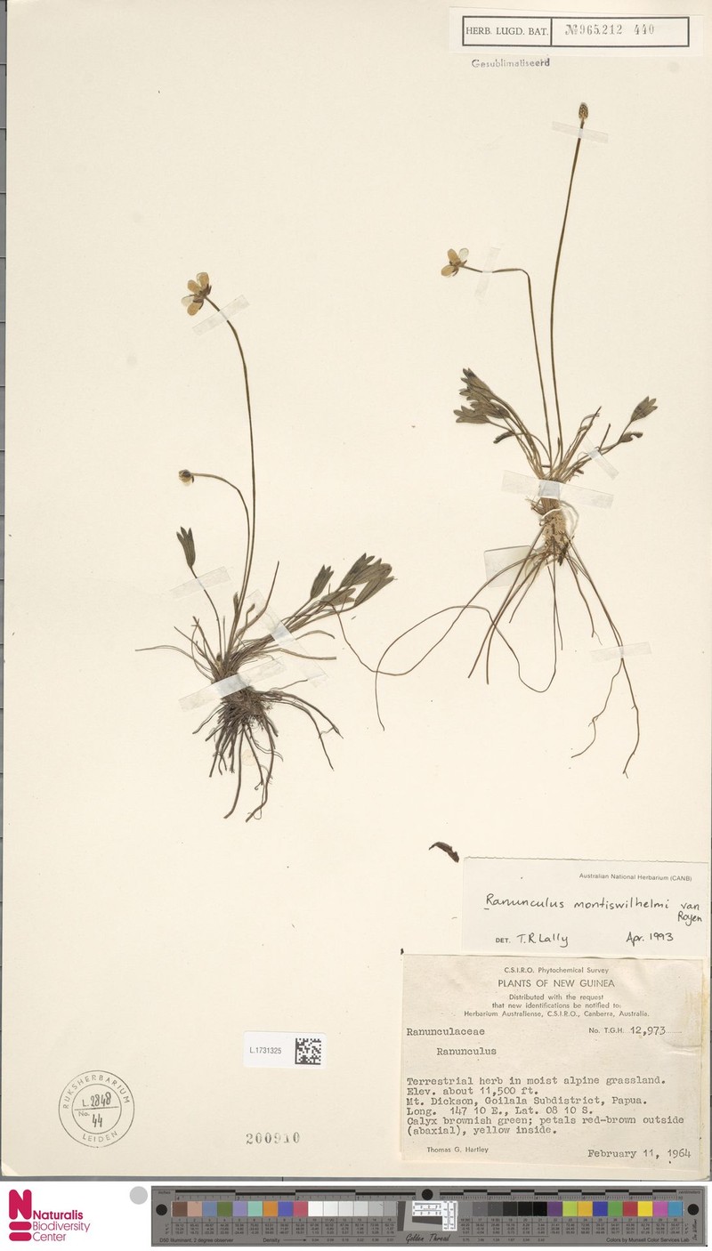 Ranunculus montiswilhelmi photo 2