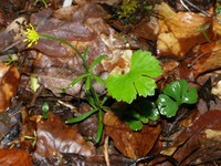 Ranunculus montserratii